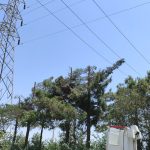 شاخه زنی درختان حریم خطوط انتقال و فوق توزیع یزد برای پیشگیری از ایجاد حادثه در شبکه
